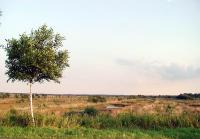 Moorlandschaft bei Forstort-Anfang